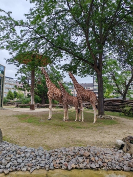 Zoo 2025 - 5.jpg